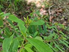 Hypericum prolificum