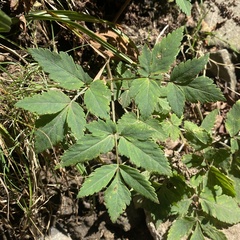 Angelica triquinata