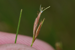 Rhynchospora capillacea