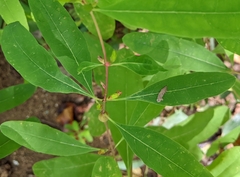 Hypericum prolificum