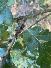 Disholcaspis mellifica