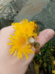 Sonchus arvensis arvensis