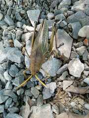 Taeniopoda tamaulipensis