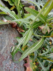 Sonchus arvensis arvensis