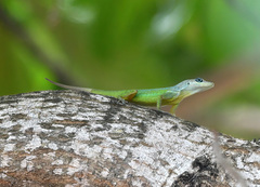 Anolis extremus