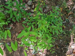 Hypericum prolificum