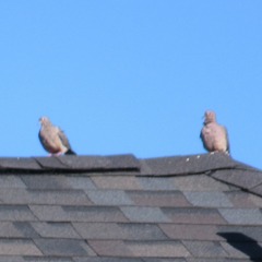 Zenaida macroura carolinensis