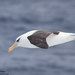 Campbell Albatross - Photo (c) StormPetrel1, some rights reserved (CC BY-NC)