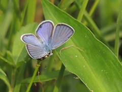 Hemiargus ceraunus