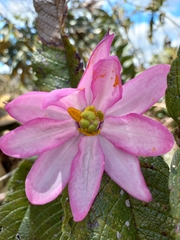 Passiflora cumbalensis