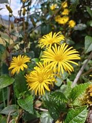 Munnozia
