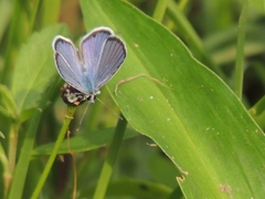 Hemiargus ceraunus