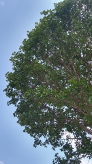 Eriotheca gracilipes