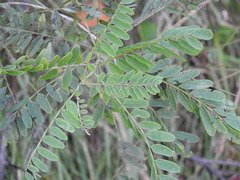 Amorpha fruticosa