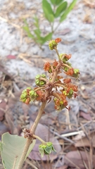 Byrsonima pachyphylla