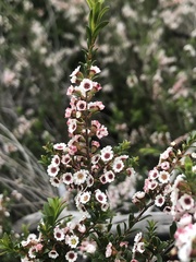 Thryptomene calycina