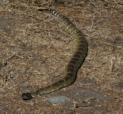 Crotalus oreganus oreganus