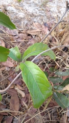 Byrsonima pachyphylla