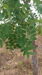 Enterolobium gummiferum