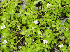 Bacopa