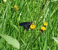 Cyananthrax cyanopterus