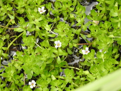 Bacopa