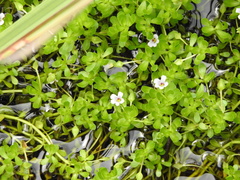 Bacopa