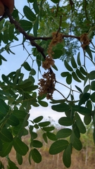 Enterolobium gummiferum