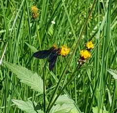 Cyananthrax cyanopterus