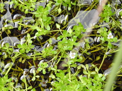 Bacopa