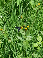 Cyananthrax cyanopterus