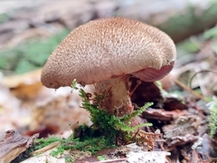 Armillaria ostoyae