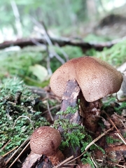 Armillaria ostoyae