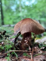 Armillaria ostoyae