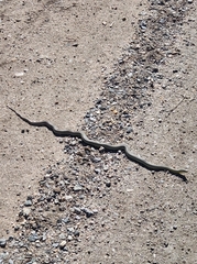 Coluber constrictor flaviventris