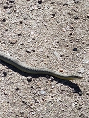 Coluber constrictor flaviventris