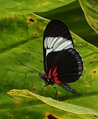 Heliconius sapho