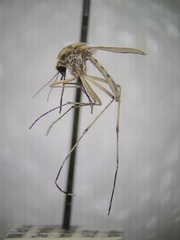 Aedes dorsalis
