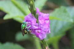 Euglossa