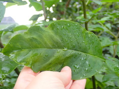 Pokeweed mosaic virus