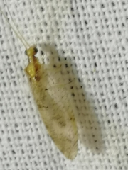 Hemerobius