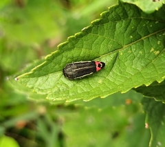 Acmaeodera flavomarginata