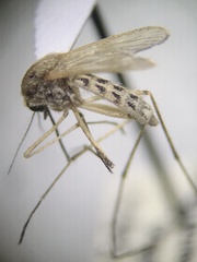 Aedes dorsalis
