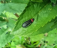 Acmaeodera flavomarginata