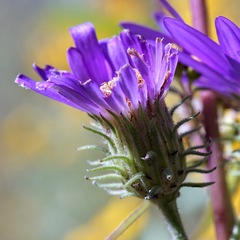 Dieteria bigelovii