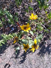 Verbesina encelioides