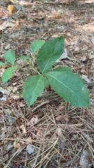 Toxicodendron pubescens