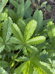 Potentilla simplex