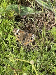 Junonia coenia coenia