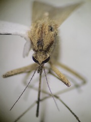 Aedes dorsalis